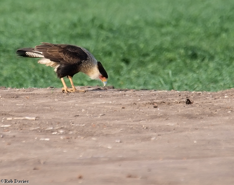 crested caracara