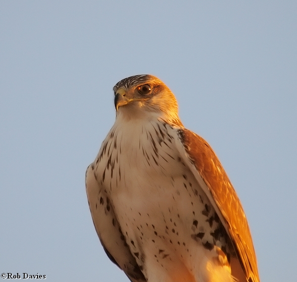  Ferruginous Hawk