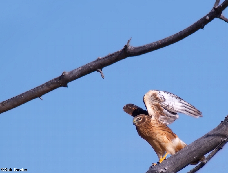 Northern Harrier