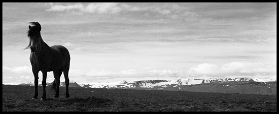 The Last Horse, Iceland 2011