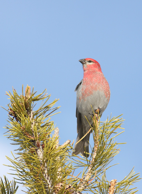 Pine Grosbeak