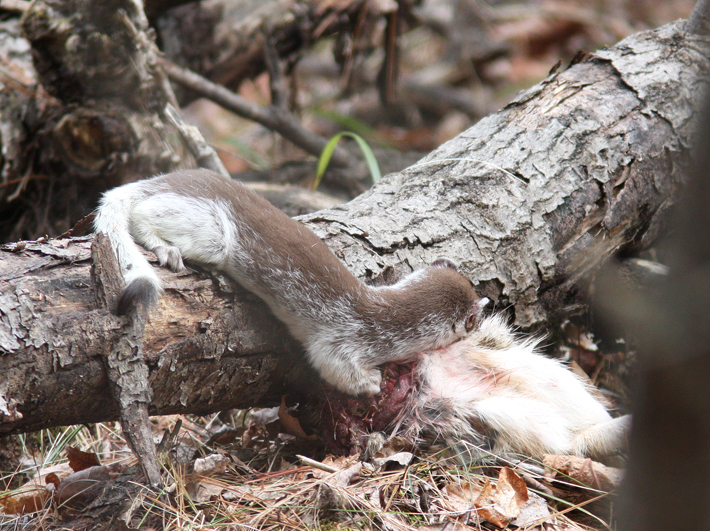 Long-tailed Weasel with Snowshoe Hare 5