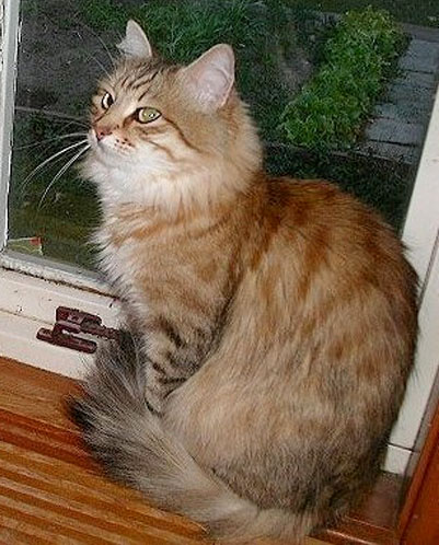 Chrysanthema Valenvic.jpg
