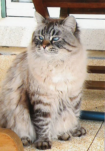 Mitrofan Dikaya Krassa
