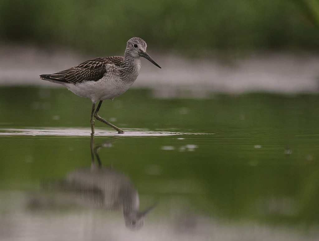 Gluttsnppa [Common Greenshank] (IMG_1277)