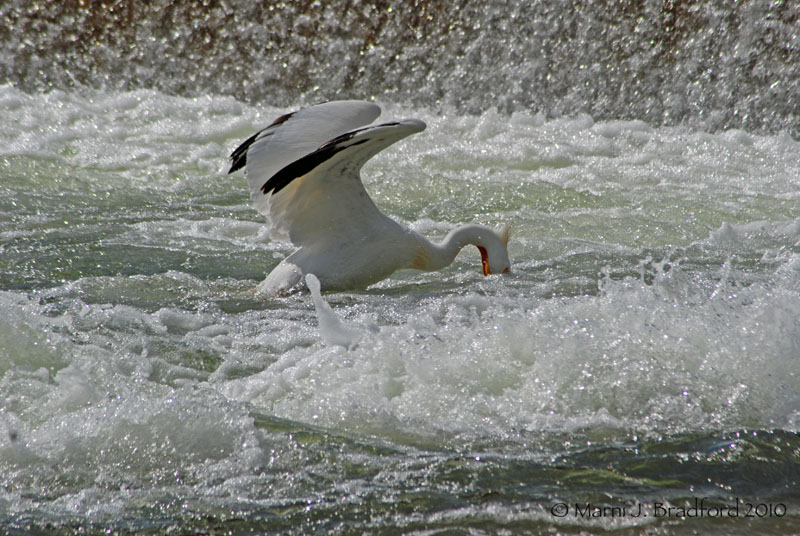 South Saskatchewan Fishing