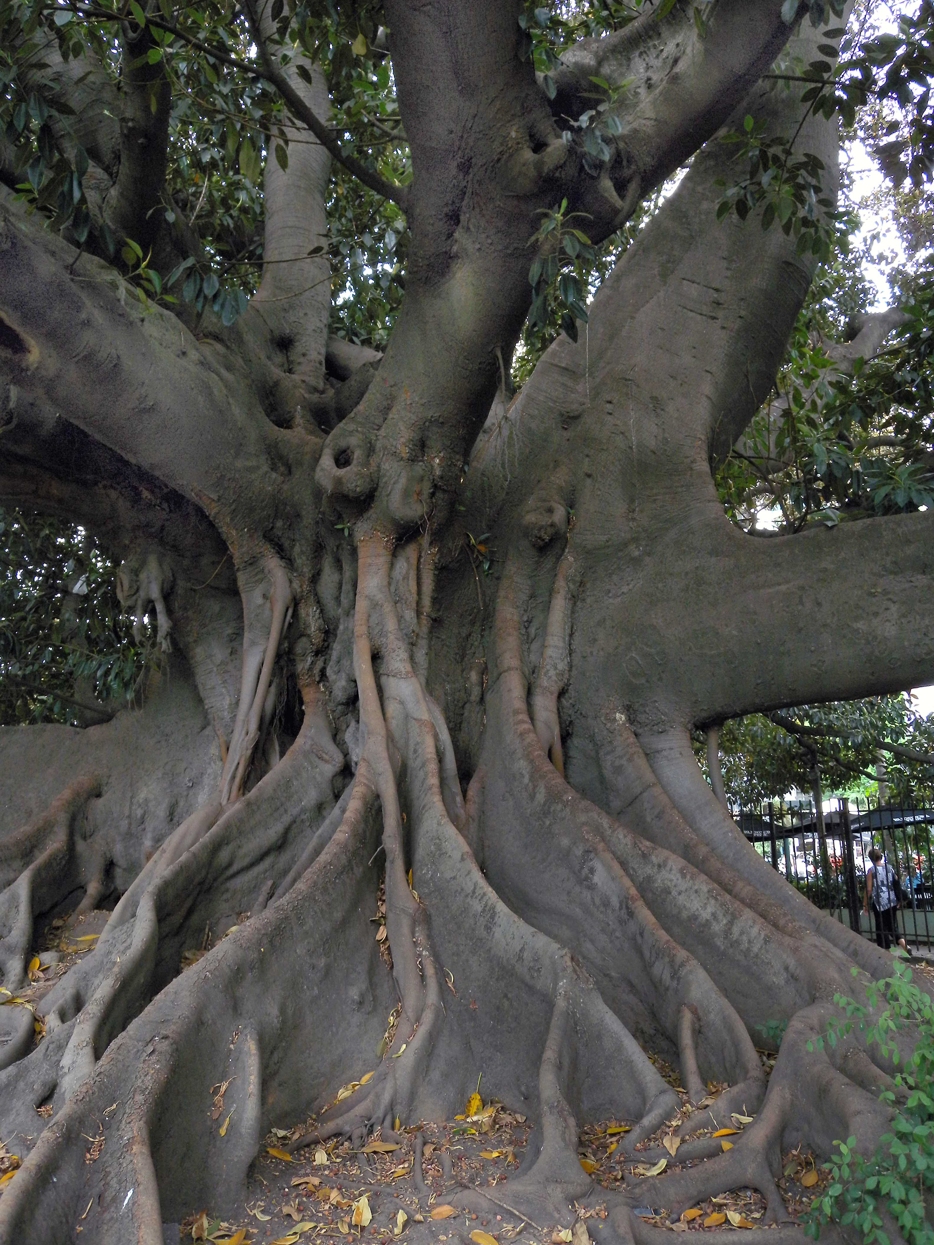 mighty Ombu tree