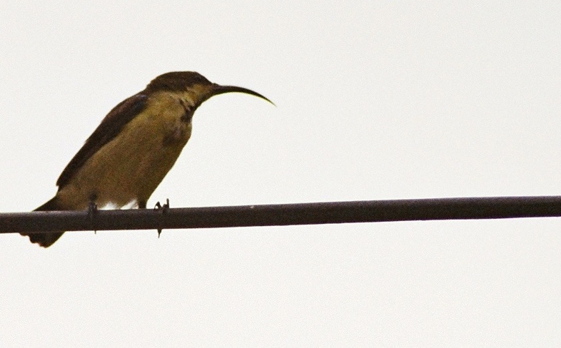 Spiderhunter