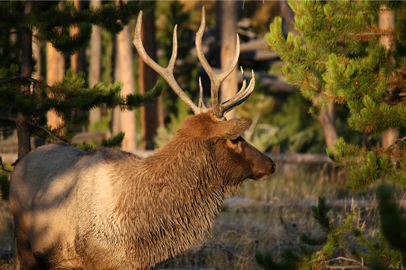 Rocky Mountain or American Elk
