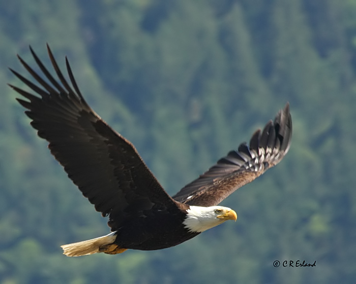 Bald Eagle in Flight