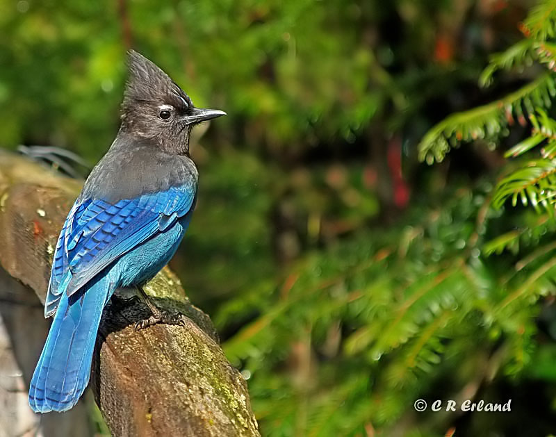 Stellers Jay