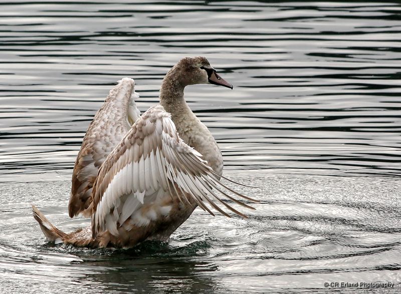 Juvenile Trumpeter Swan