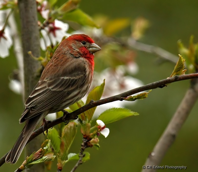 Male House Finch