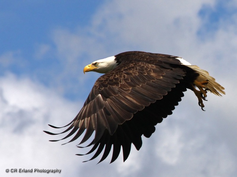 King of the Air