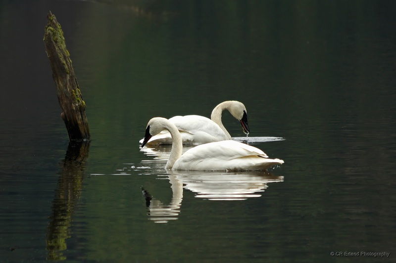 Swans at Rest
