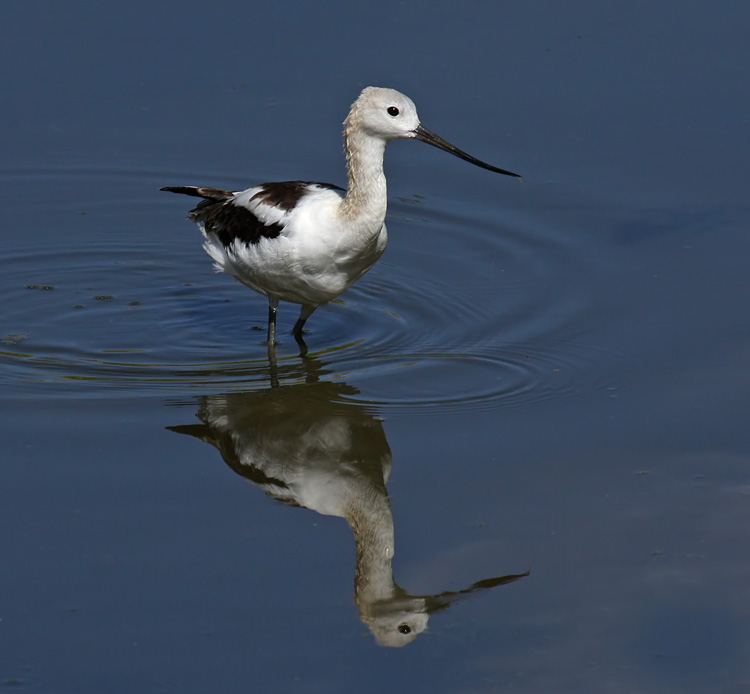 American Avocet