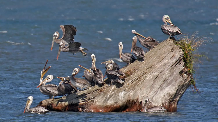 Brown Pelican Gathering