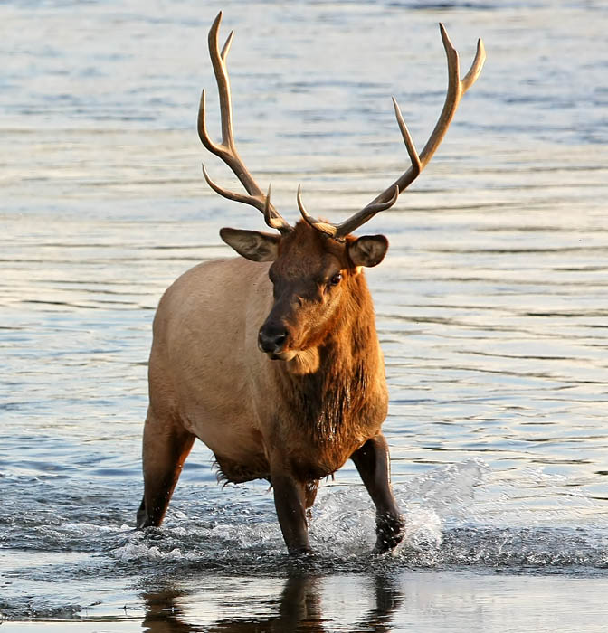 Bull Elk on the Madison