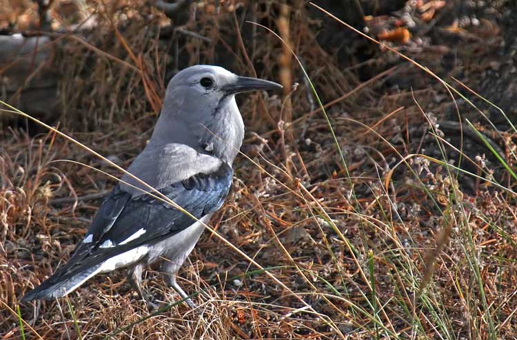 Clark's Nutcracker