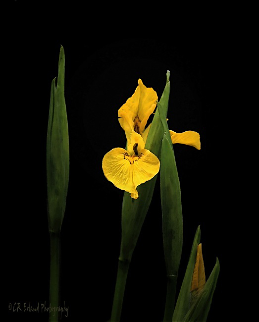 Yellow Flag Water Iris
