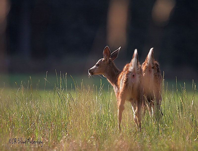 Pacific Blacktail Fawns