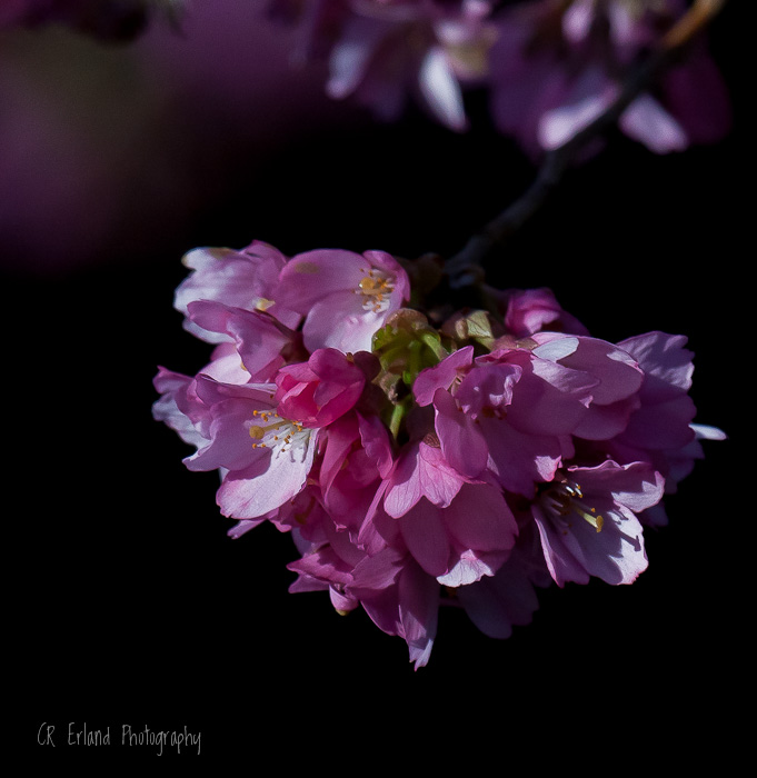 March Blossoms