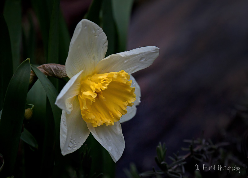 It's daffodil time!