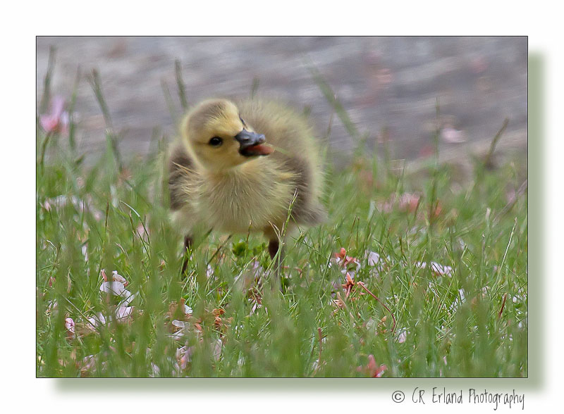 Gosling