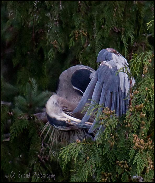 Preening in the Treetops