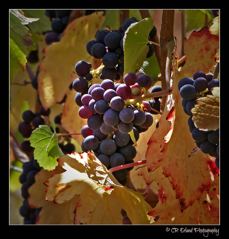 Harvest Time