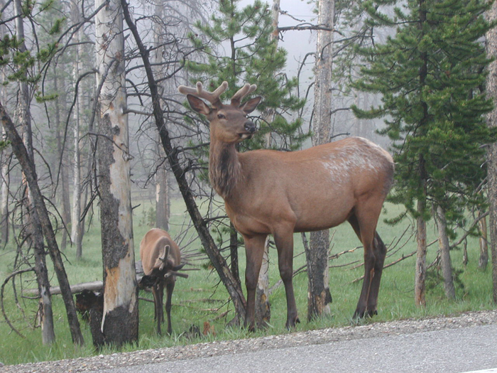 ALERT ELK