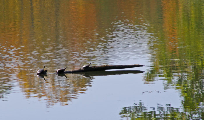 TURTLES IN THE SUN