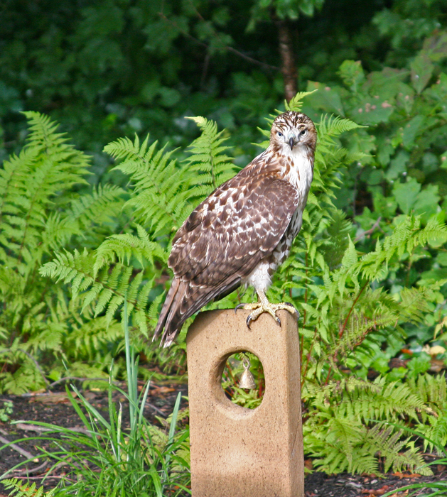 RED TAIL HAWK: BACKYARD VISITOR
