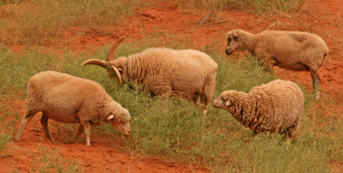 SHEEP TO BE HERDED