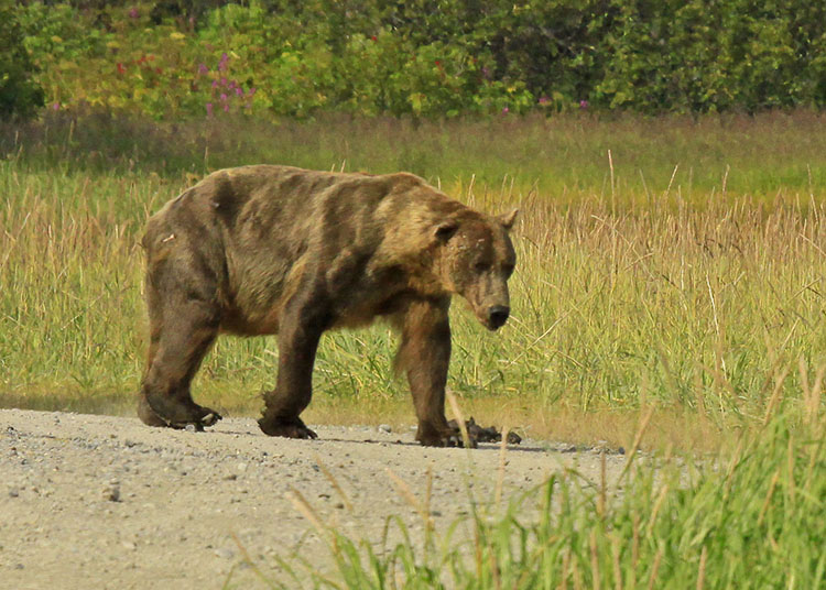 BIG BAD BOAR