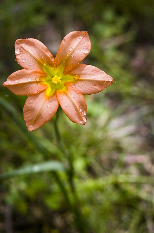 Wildflower ii