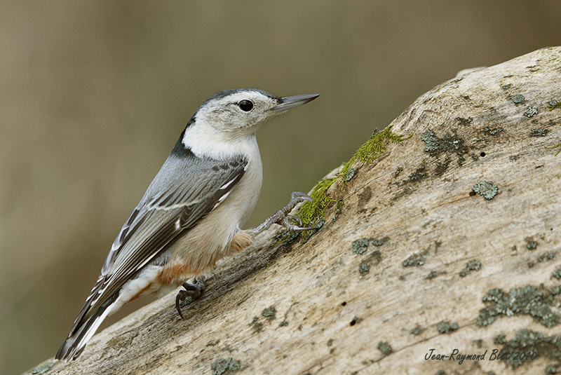 Sitelle  Poitrine Blanche / White-breasted Nuthatch