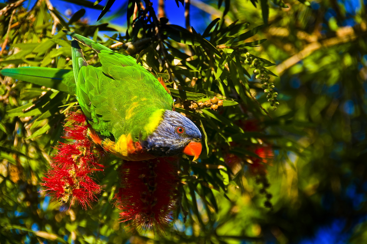 Rainbow Lorikeet