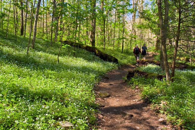 April 17 & 18 - Spring in the Smokies