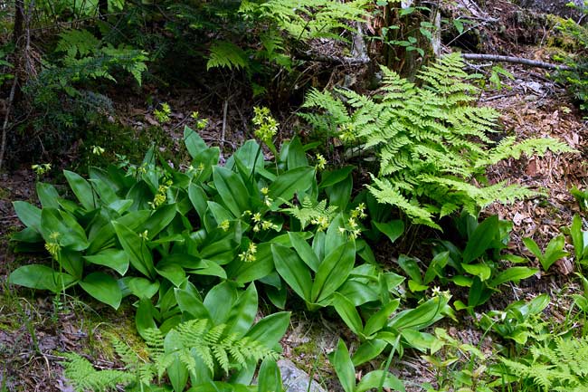 Bluebead Lily 1