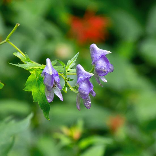 Southern Blue Monkshood 1