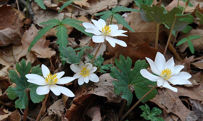 Bloodroot 1