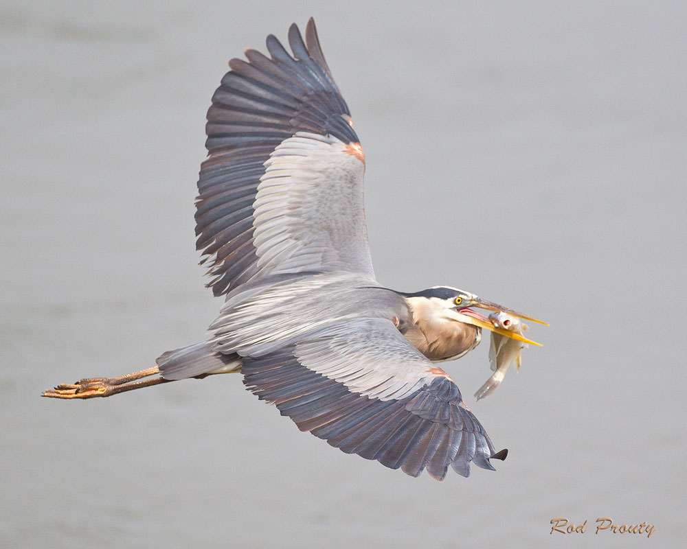 0011-Heron.jpg