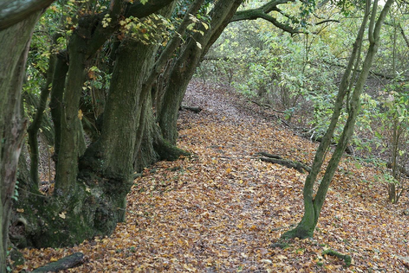 The towpath away from the site ...