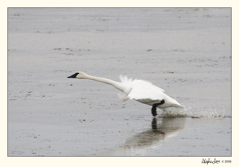 20081024_Swans_0103.jpg