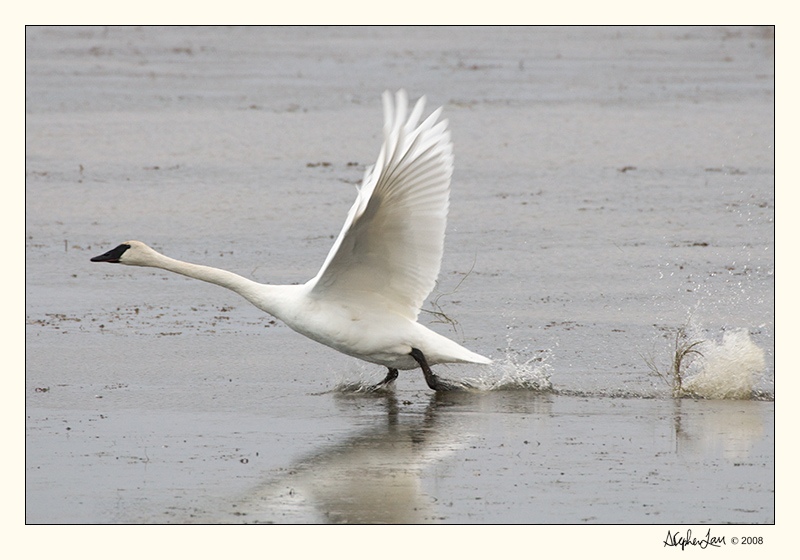 20081024_Swans_0104.jpg