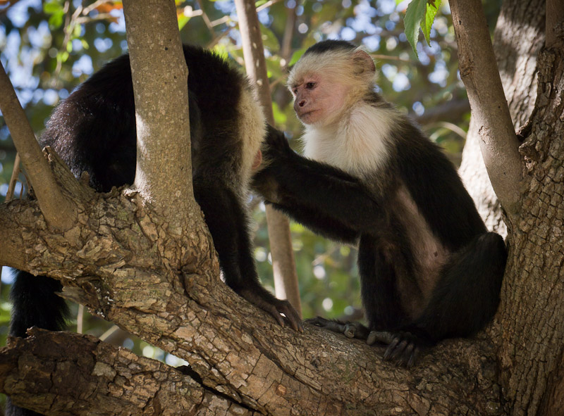 20110316_Costa Rica_0104.jpg