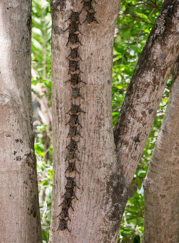 20110320_Costa Rica_0021.jpg