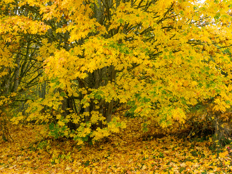 20121013_Bamberton Park_0309.jpg