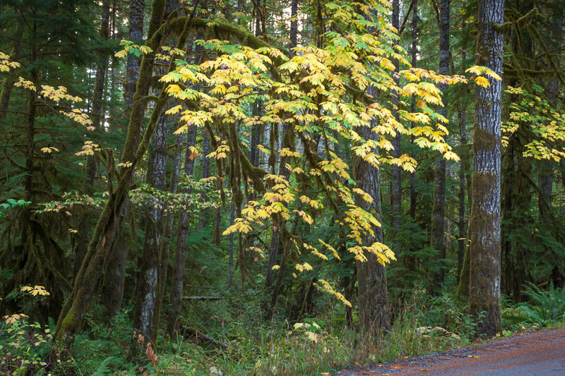 20121015_Stamp Falls_0004.jpg